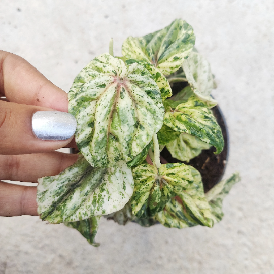 Peperomia Hélios Variegated
