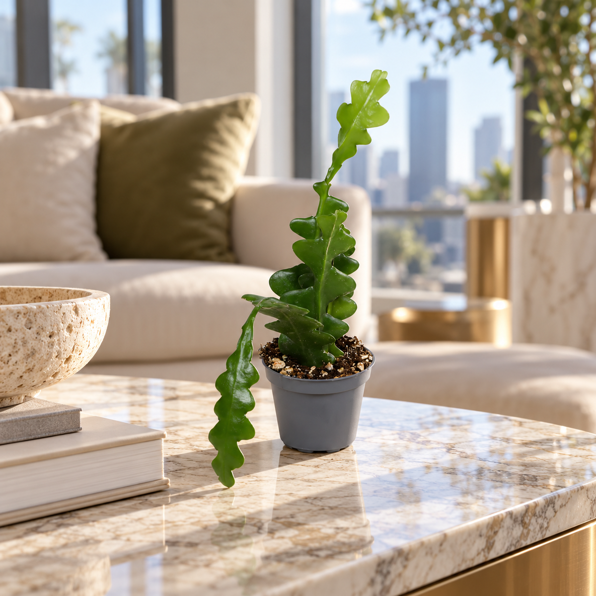 Epiphyllum Fishbone, jeune cactus zigzag en pot Ø6 cm dans un salon luxueux de jour, photo d’ambiance illustrative