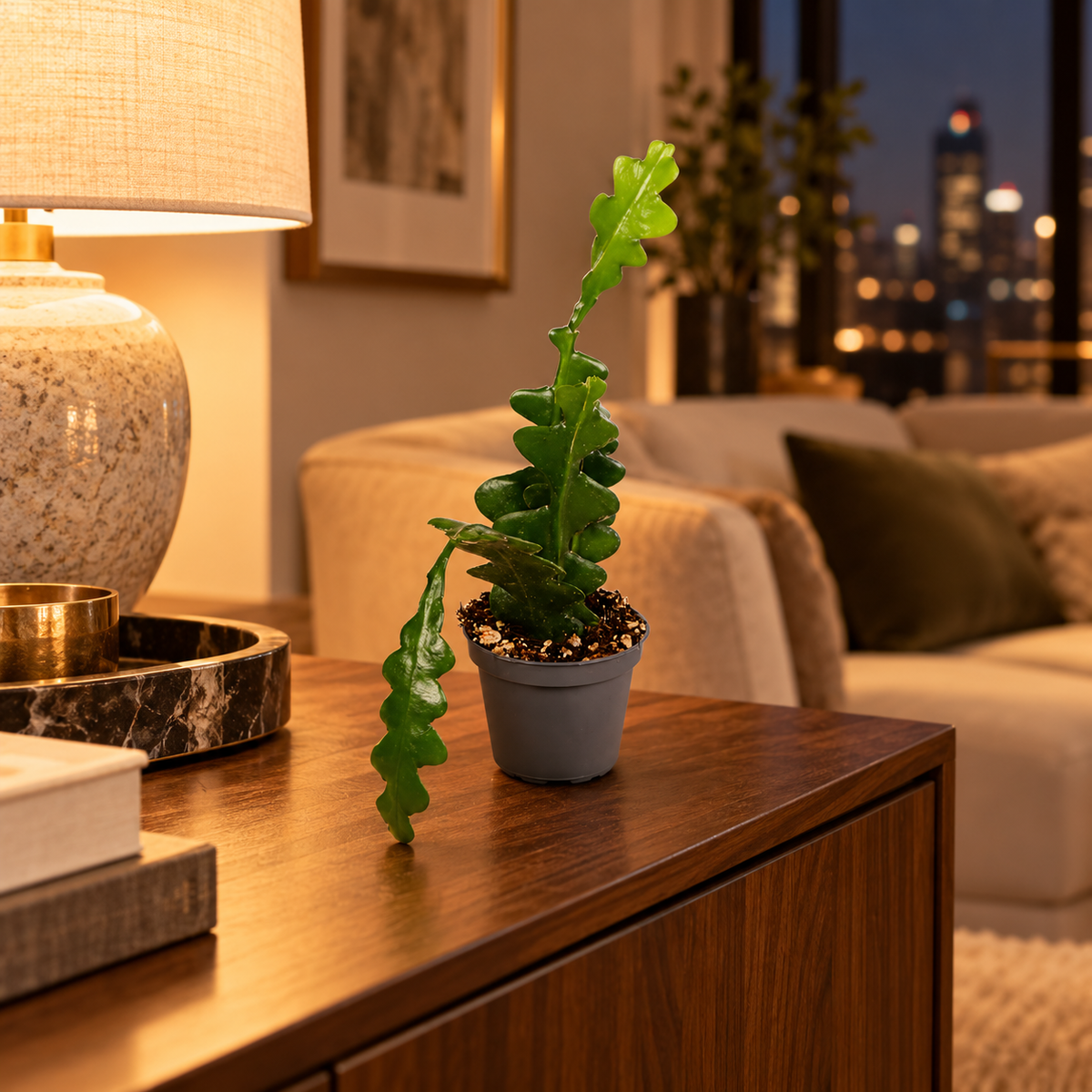 Epiphyllum Fishbone, plante en pot Ø6 cm sur console dans un appartement élégant de nuit, photo d’ambiance illustrative
