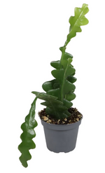 Epiphyllum Fishbone, jeune cactus zigzag en pot Ø6 cm, hauteur indicative 11 cm, photographie de référence