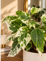 Illustration d'ambiance sans fleurs : détail du feuillage panaché d'Hibiscus Variegata