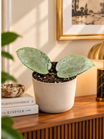 Hoya acuta Silver Heart sur console en bois dans un appartement élégant, photo d’ambiance illustrative, décoration non incluse