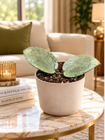 Hoya acuta Silver Heart, deux feuilles argentées dans un salon luxueux, mise en scène illustrative, pot 10,5 cm, décoration non incluse