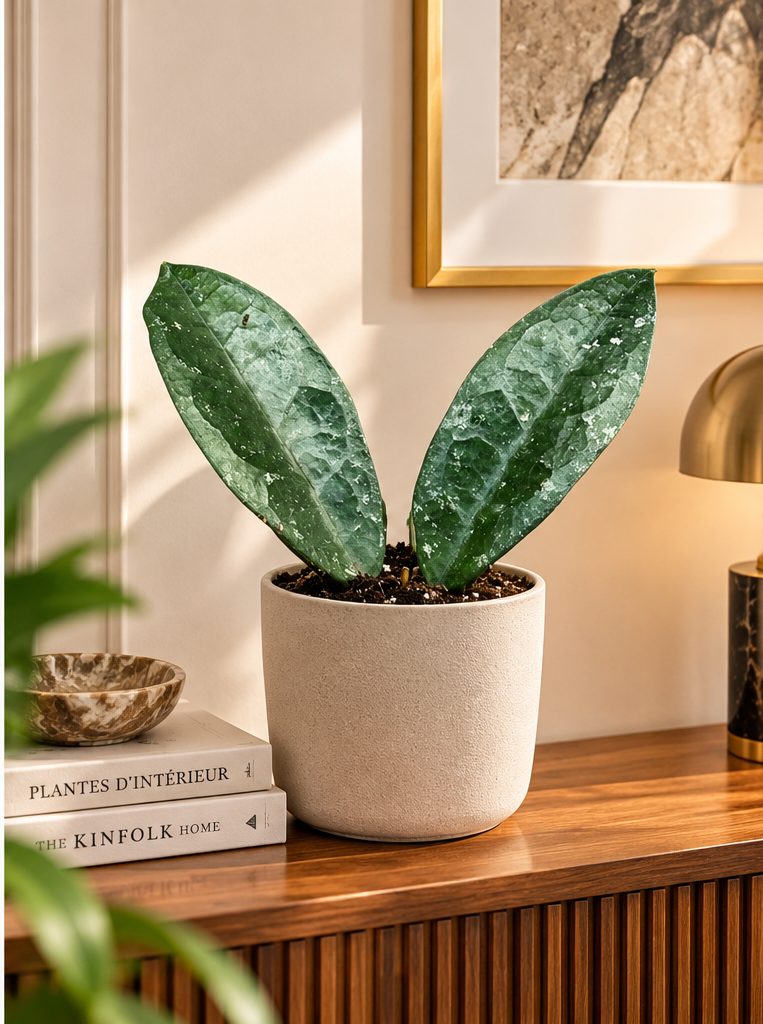 Hoya aff. vitellina, jeune plante aux deux feuilles vert argenté, mise en scène sur console en appartement élégant ; cache-pot non inclus