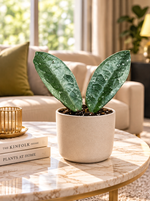 Hoya aff. vitellina, jeune plante à deux feuilles argentées, photo d'ambiance dans un salon luxueux ; cache-pot non inclus