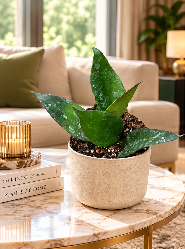 Hoya caudata, petite plante aux feuilles vertes mouchetées dans un salon luxueux, photo d’ambiance illustrative ; pot Ø10,5 cm