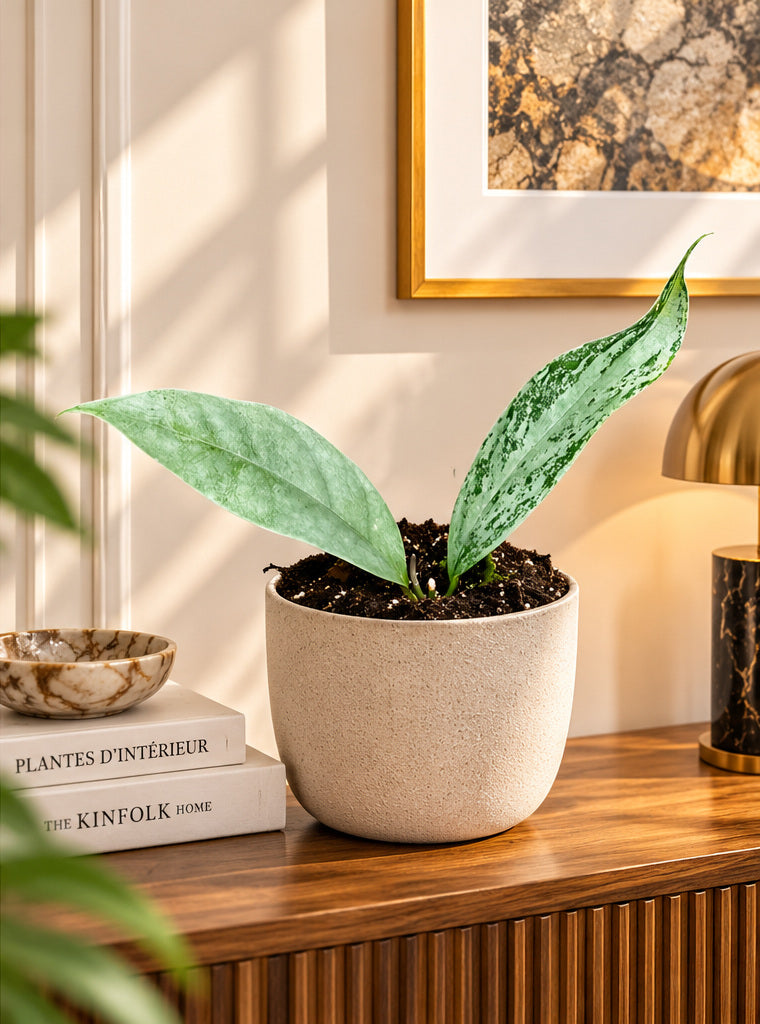 Hoya coriacea Silver à deux feuilles argentées sur une console dans un appartement luxueux, pot Ø10,5 cm, décor non inclus