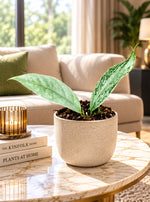 Hoya coriacea Silver à deux feuilles, photographie d'ambiance illustrative sur une table en marbre dans un salon luxueux, pot Ø10,5 cm, décor non inclus