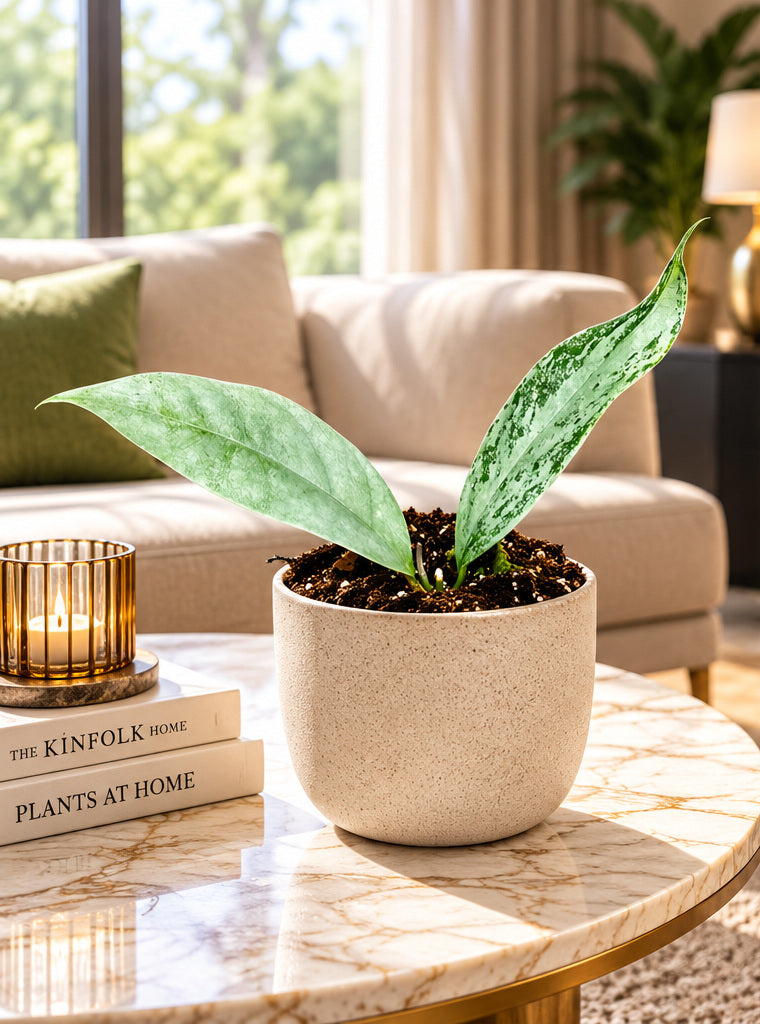 Hoya coriacea Silver à deux feuilles, photographie d'ambiance illustrative sur une table en marbre dans un salon luxueux, pot Ø10,5 cm, décor non inclus