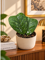 Hoya deykeae, plante à deux feuilles dans un appartement élégant sur console en bois, mise en scène illustrative, cache-pot non inclus