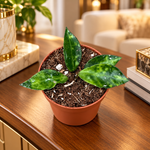 Hoya lacunosa Amarillo, plante en pot Ø6 cm sur une console en bois dans un appartement luxueux, mise en scène illustrative