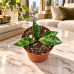 Hoya lacunosa Amarillo, petite plante verte dans un salon lumineux haut de gamme, pot Ø6 cm, mise en scène illustrative