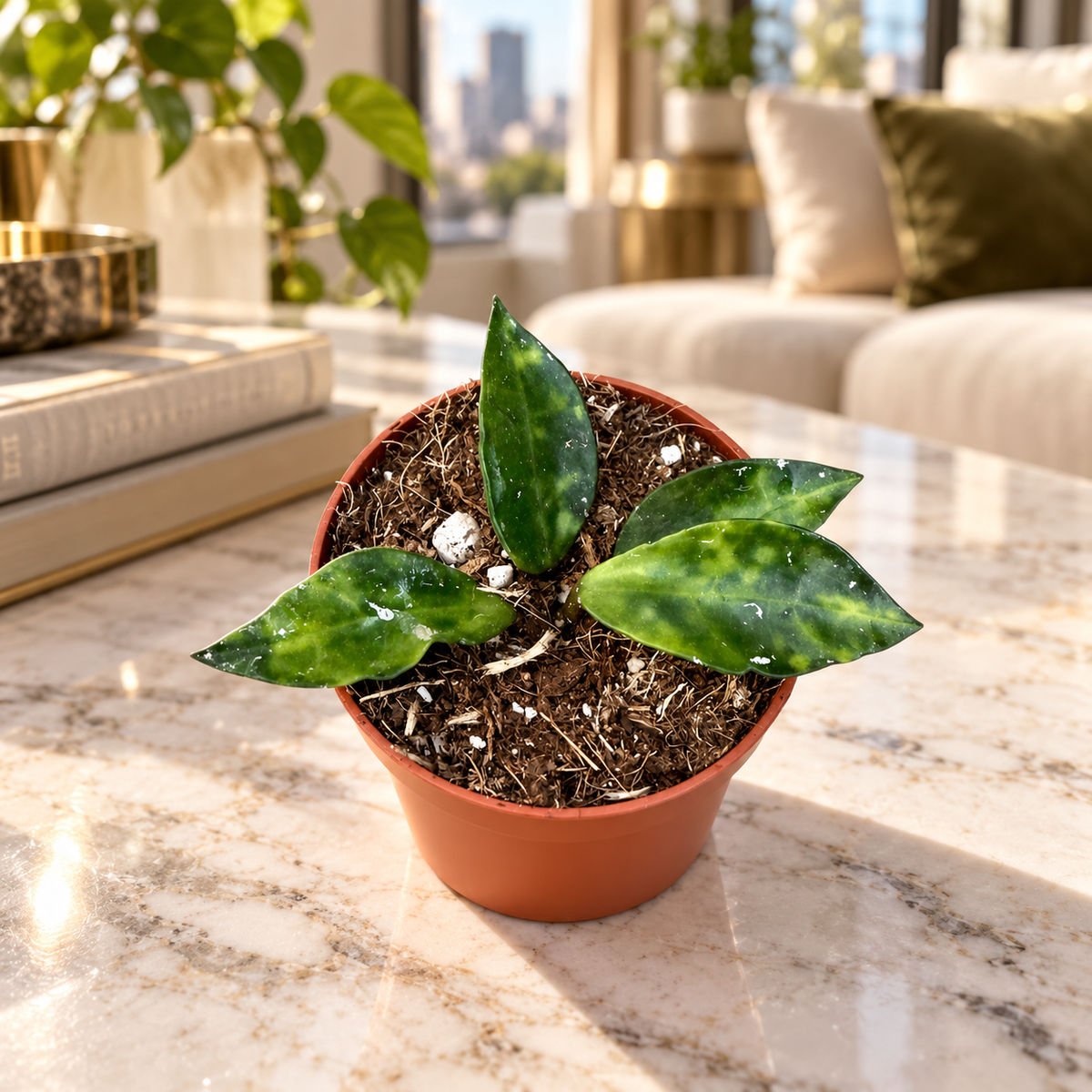 Hoya lacunosa Amarillo, petite plante verte dans un salon lumineux haut de gamme, pot Ø6 cm, mise en scène illustrative
