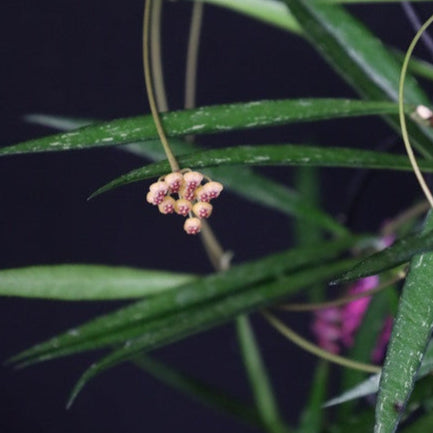 Hoya NoID sp. Sumatra monjungle