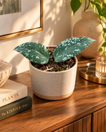 Hoya sp. Padang Sidempuan, jeune plante dans un appartement élégant sur une console, pot décoratif non inclus