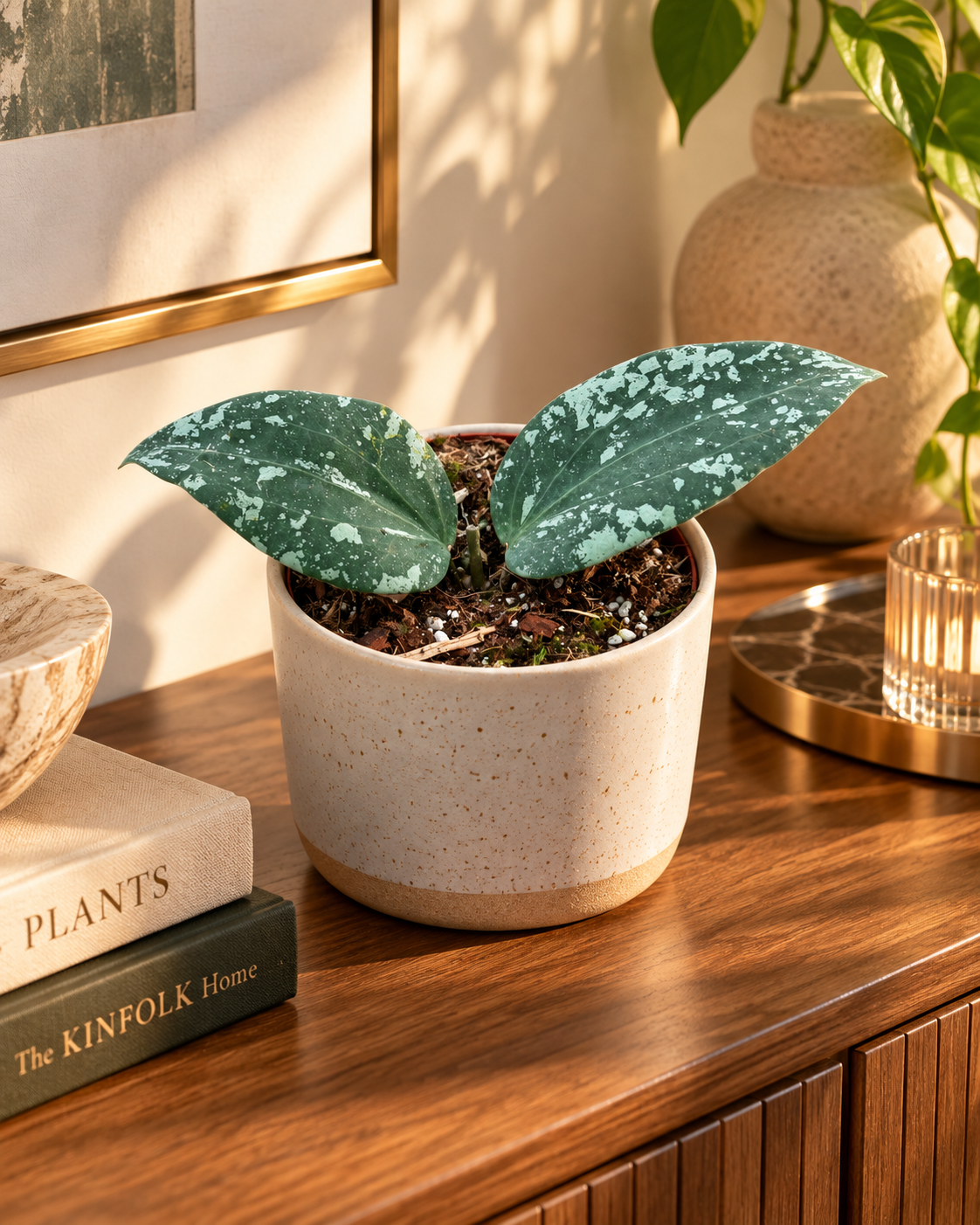 Hoya sp. Padang Sidempuan, jeune plante dans un appartement élégant sur une console, pot décoratif non inclus