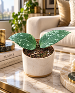 Hoya sp. Padang Sidempuan, deux feuilles vertes mouchetées dans un salon luxueux ; image d'ambiance illustrative