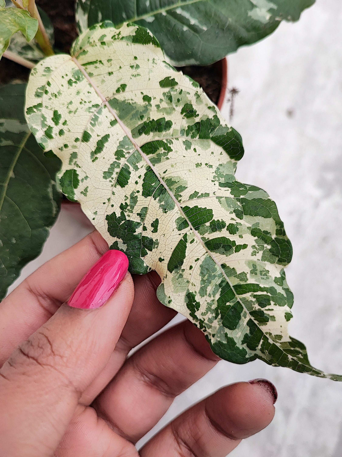 Ficus Blizzard / Snowflake S monjungle