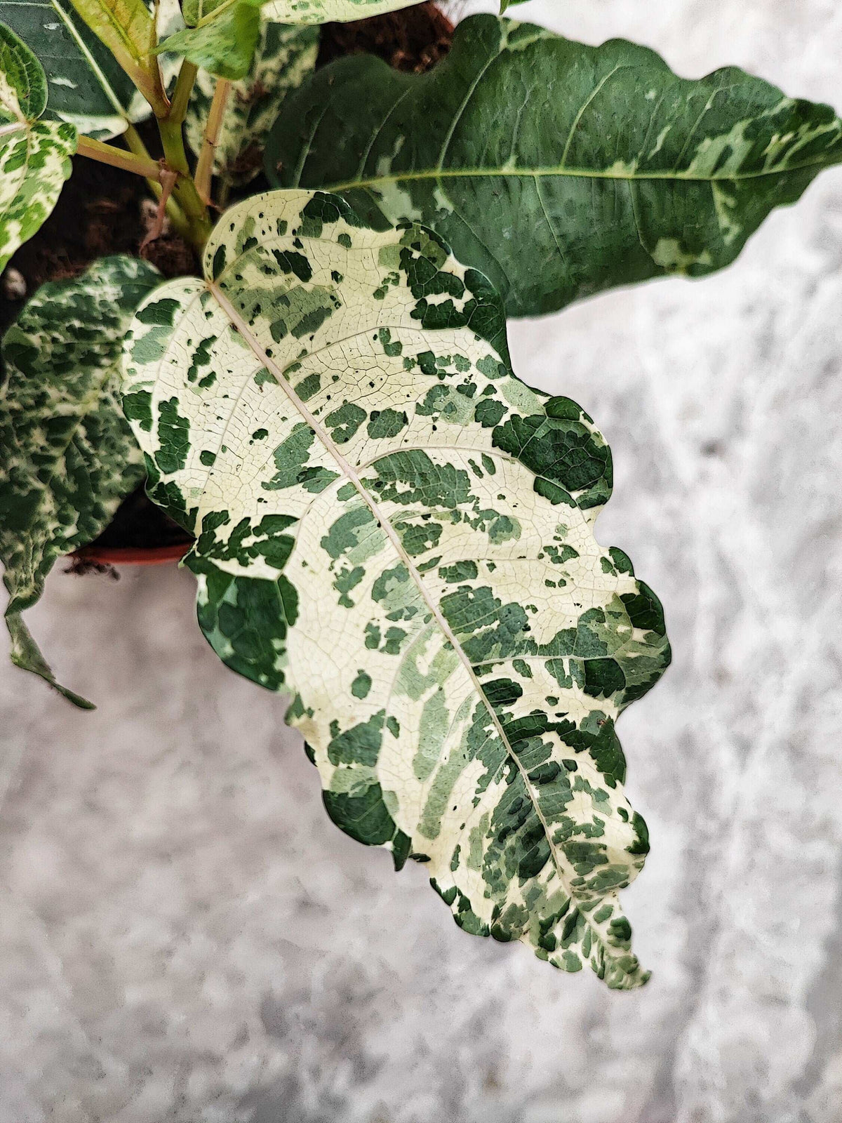 Ficus Blizzard / Snowflake S monjungle