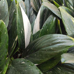 Philodendron Cobra - monjungle