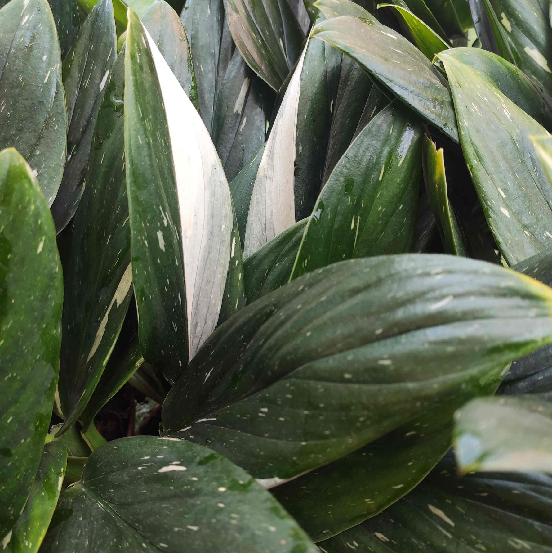 Philodendron Cobra - monjungle