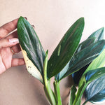 Philodendron Cobra - monjungle
