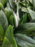 Philodendron Cobra - monjungle