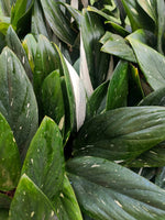 Philodendron Cobra - monjungle
