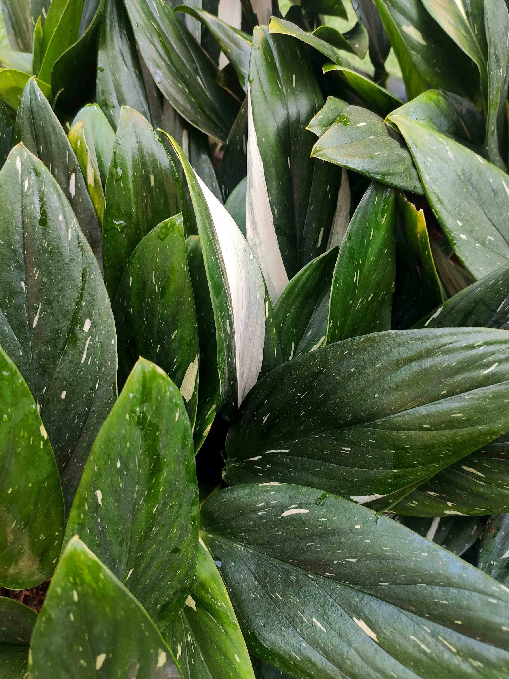 Philodendron Cobra - monjungle