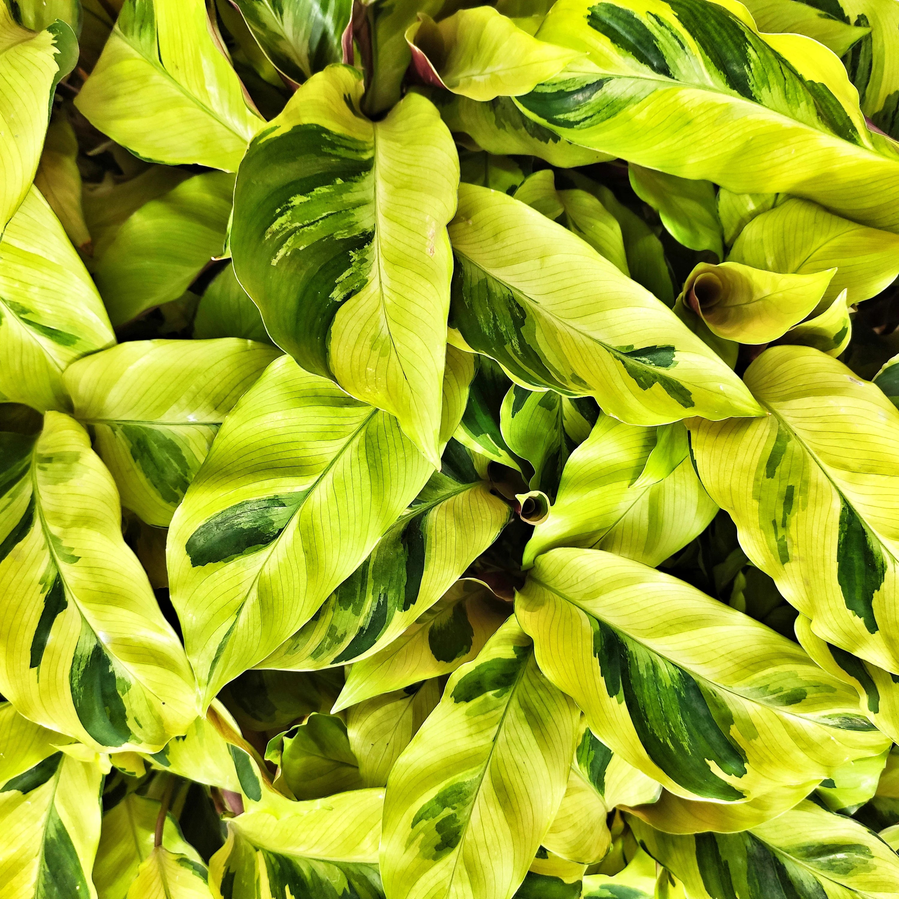 Calathea Yellow Fusion monjungle