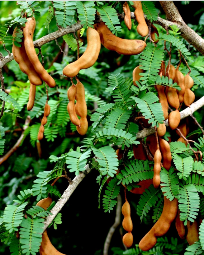 Tamarinier Tamarindus indica - monjungle