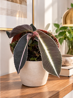 Labisia pumila dans un salon haut de gamme sur meuble en bois – mise en scène illustrative