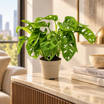 Monstera adansonii Monkey Mask dans un appartement élégant, plante en pot Ø12 cm, mise en scène illustrative