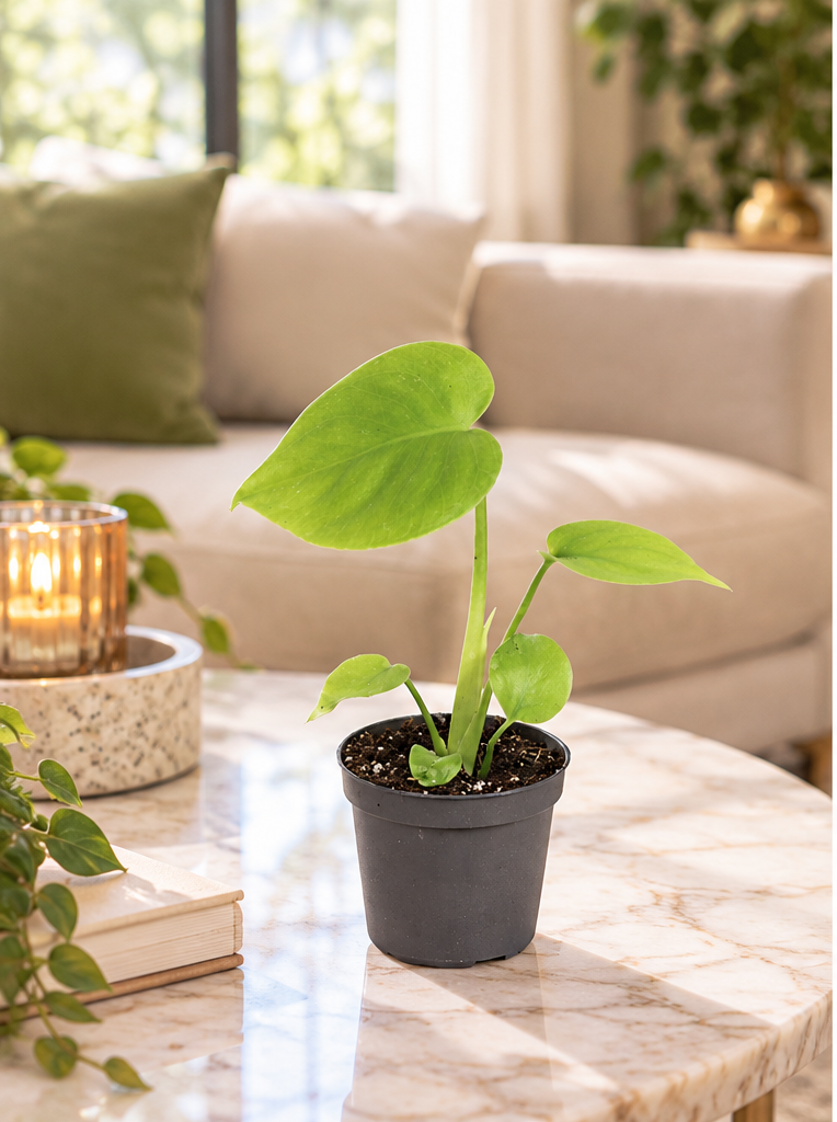 Monstera deliciosa Golden Compact, petite plante Ø6 cm sur table en marbre dans un salon lumineux, mise en scène illustrative