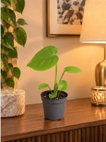 Monstera deliciosa Golden Compact, petite plante Ø6 cm dans un appartement luxueux à lumière chaude, scène illustrative sans texte
