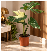 Monstera Thai Constellation dans un intérieur élégant – mise en scène illustrative