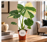Monstera Thai Constellation – visuel d’ambiance illustratif, appartement lumineux et console en bois