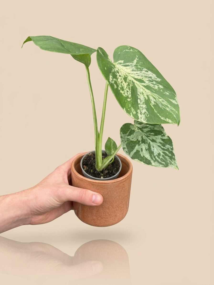 Monstera Deliciosa Bulbarsaur