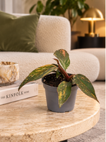 Philodendron Orange Princess, plante 6 cm en situation dans un salon luxueux (visuel d'ambiance)