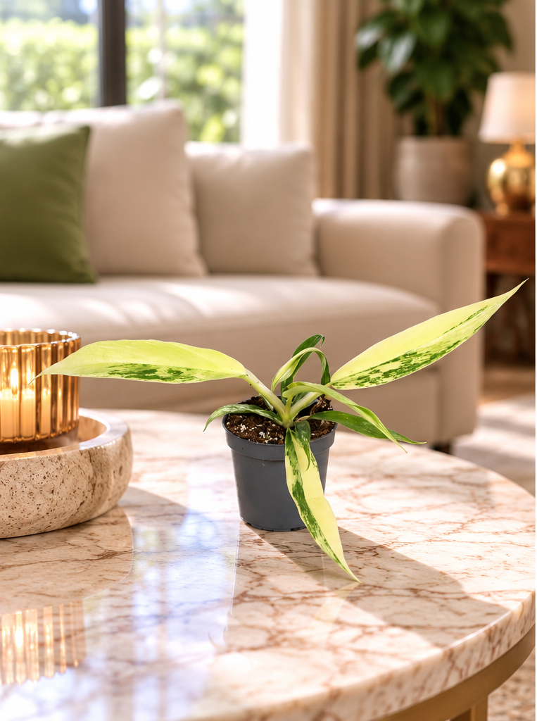 Philodendron Florida Beauty x Tortum Variegata, jeune plante en pot Ø6 cm sur table en marbre dans un salon luxueux de jour, mise en scène illustrative