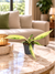 Philodendron Florida Beauty x Tortum Variegata, jeune plante en pot Ø6 cm sur table en marbre dans un salon luxueux de jour, mise en scène illustrative