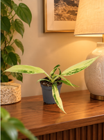 Philodendron Florida Beauty x Tortum Variegata, jeune plante en pot Ø6 cm dans un appartement élégant à lumière chaude du soir, mise en scène illustrative