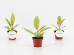 Philodendron Ring of Fire – photo de la plante réelle en pot de 6 cm