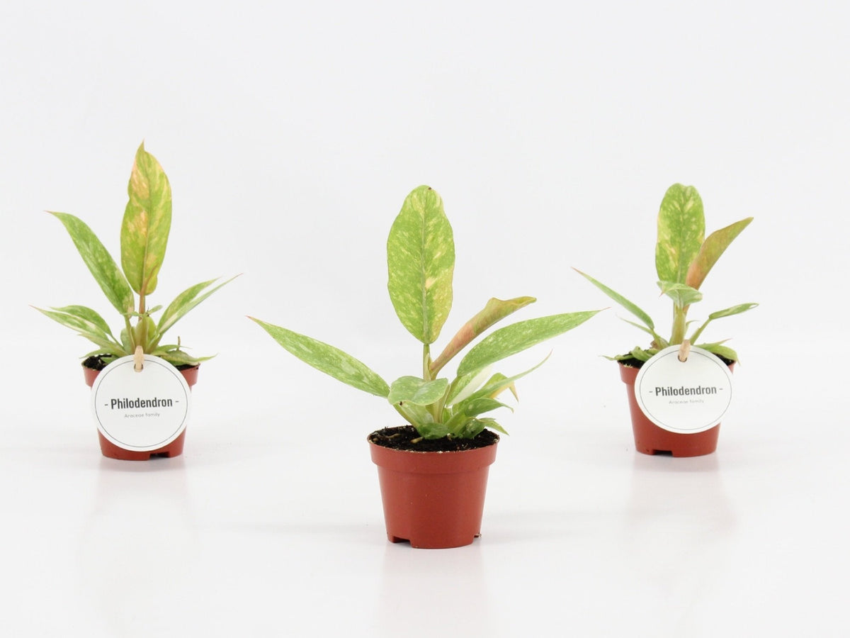 Philodendron Ring of Fire – photo de la plante réelle en pot de 6 cm