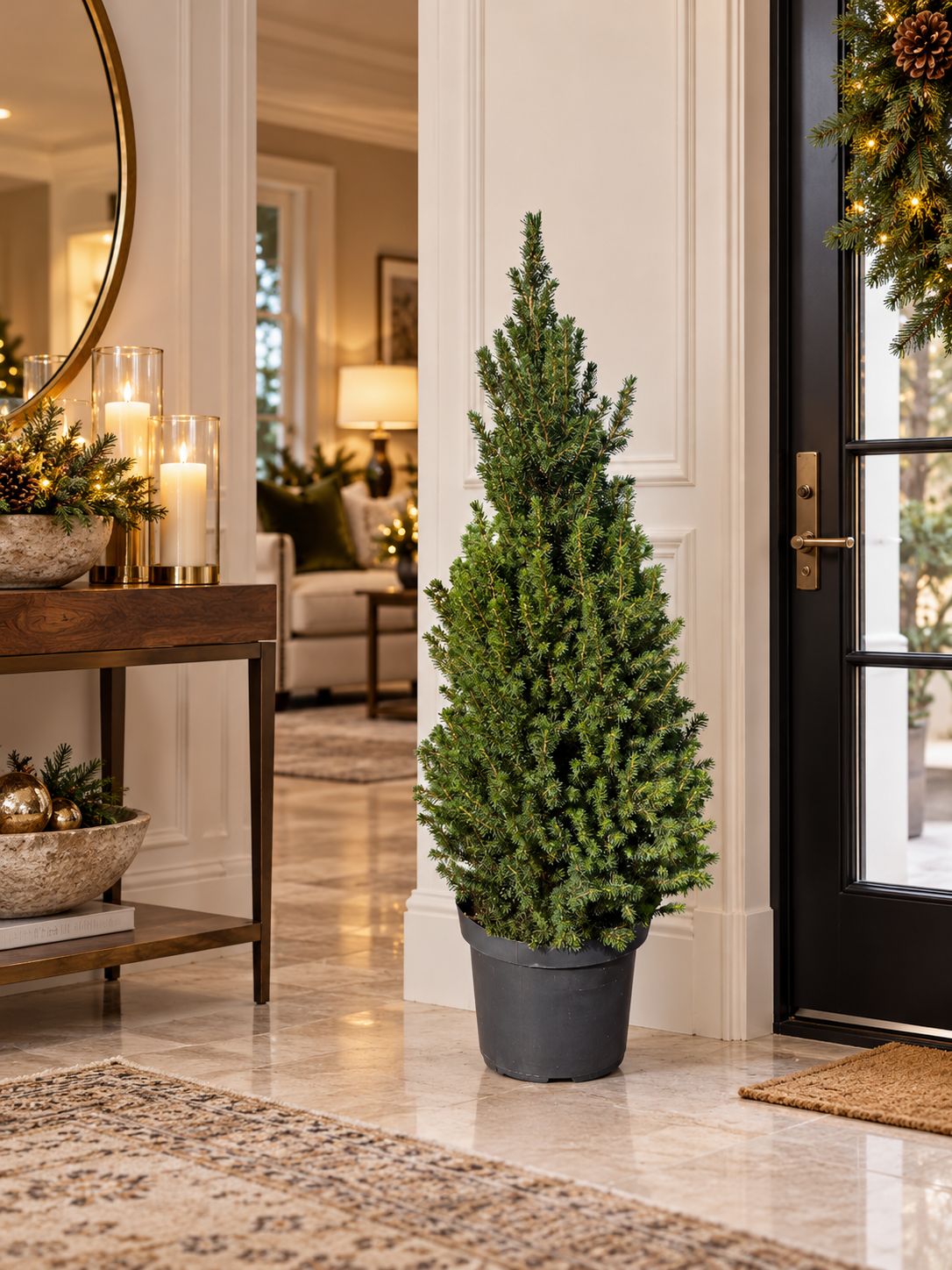 Picea glauca Conica 110 cm dans une entrée élégante – visuel d’ambiance illustratif