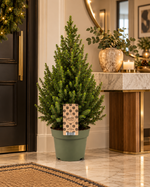 Petit sapin Picea glauca Conica dans l’entrée d’un appartement haut de gamme – mise en scène illustrative