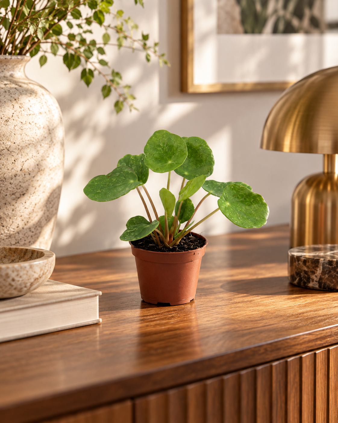 Pilea Sugar, une jeune plante en pot Ø6 cm dans un appartement haut de gamme, mise en scène illustrative
