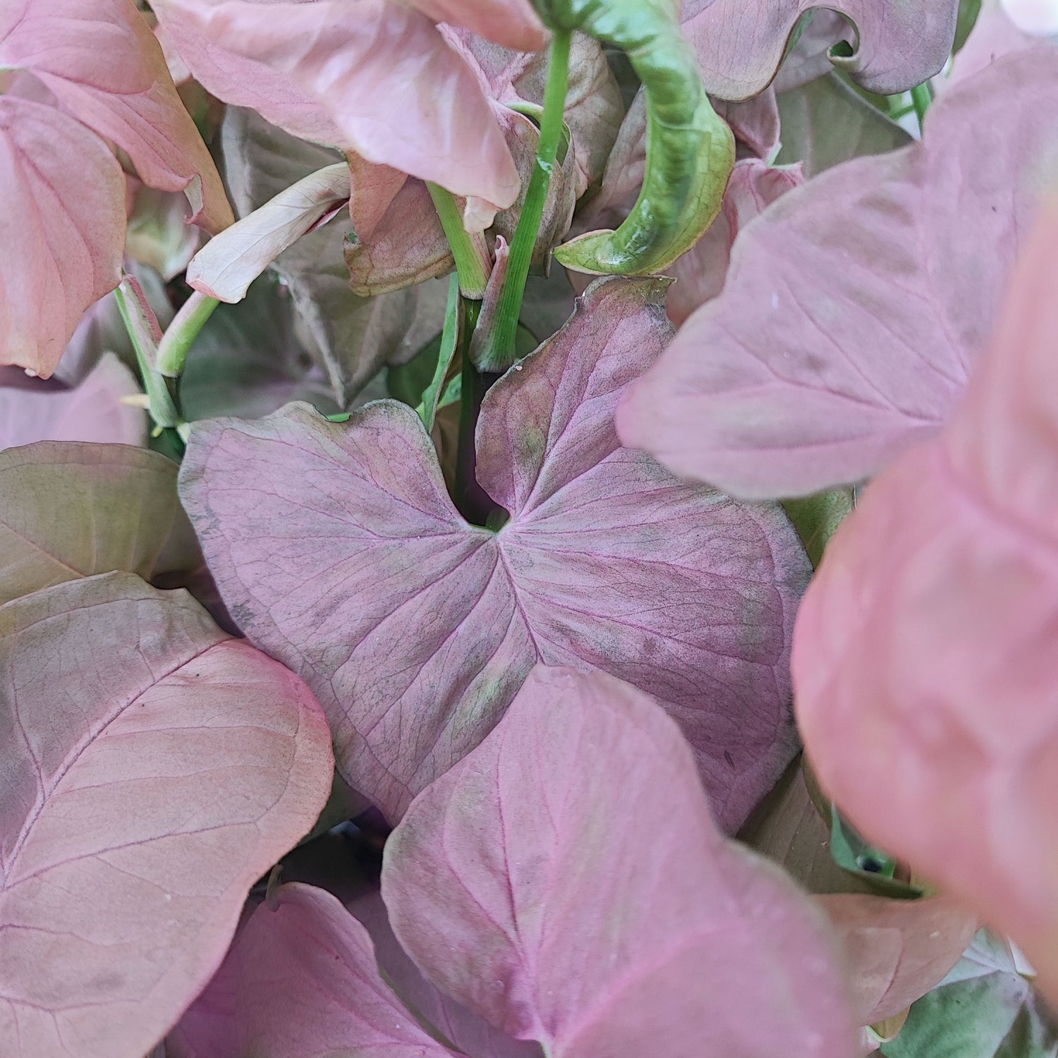 Syngonium pink delight - Magnificent pink cutting