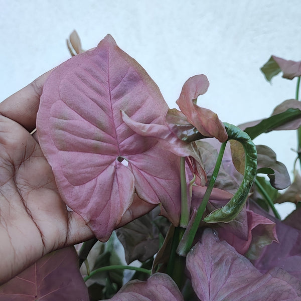 Syngonium pink delight - Magnifique bouture rose