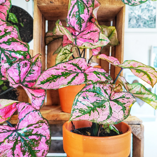 Caladium Pink Fiesta monjungle